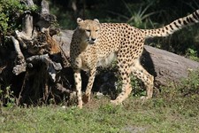 Cheetah Taxidermy Reference Photo Cd