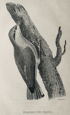 c1811 Antique Bird Print EUROPEAN NUT HATCH by George Shaw / Mrs Griffith