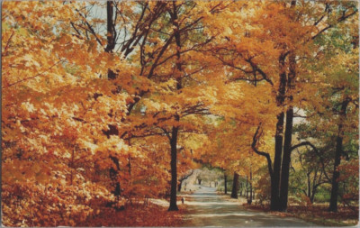 King Midas Golden Touch Autumn Michigan Postcard VTG Posted