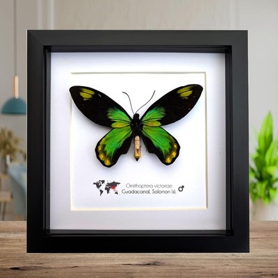 Gerahmter Queen Victoria Vogelflügel Schmetterling Taxidermy, 8''x8'' schwarzer Rahmen