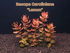 Bacopa Caroliniana Lemon - Live Aquatic Plants - Freshwater Stem Plants
