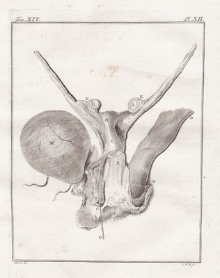 Magot Barbary macaque anatomy Anatomie engraving Kupferstich Buffon 1780