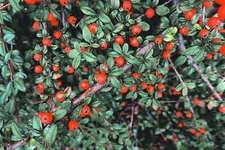 50 Creeping Cotoneaster Seeds for Planting Cotoneaster adpressus