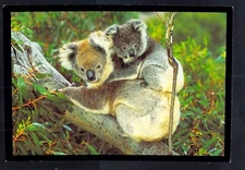 L4682 Australia Animals Koala Wildflight postcard