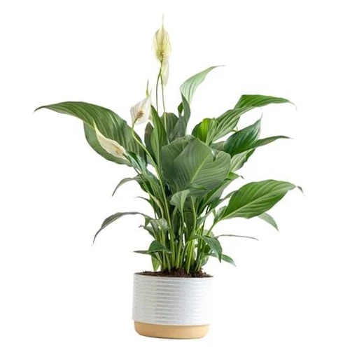  Peace Lily, Live Indoor Plant with Flowers, Easy to Grow Houseplant in 