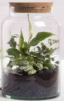 Halboffene 7L Terrarium Flasche Aus Recyceltem Glas Mit Korkverschluss