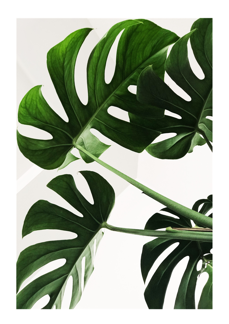 Botanical Swiss Cheese Monstera Plant Leaf Leaves Poster Art  Print(unframed) | eBay.de