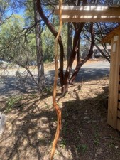 All natural manzanita Branch, hand sanded 65  X 1.5   Decor/Birdcage/Terrium
