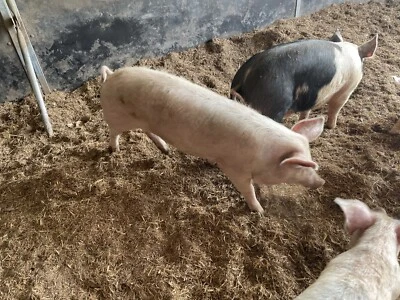 Pigs For Sale In Melbourne Region Vic Livestock Gumtree Australia Free Local Classifieds