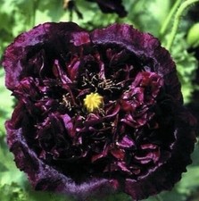 Black Peony Poppy x 8 PLUG PLANTS PREORDER