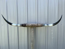 MOUNTED STEER HORNS 4 FEET 6 Inch WIDE LONGHORN POLISHED MOUNT BULL COW