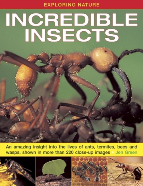 Exploring Nature: Incredible Insects by Dr Jen Green (Hardback Book)