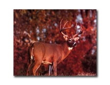 Buck Deer Big Antler Rack in Field Cabin Wall Picture 8x10 Art Print
