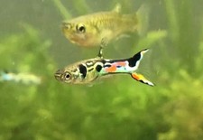 Endler guppy, red/black males, Tank bred. Male  Female available 