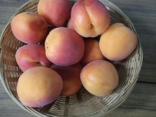 8 APRICOT TREE SEEDS