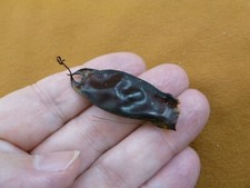 (s800-151) Small Catshark egg case casing educational Scyliorhinidae Cat shark