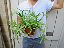 Rhipsalis Succulent -A