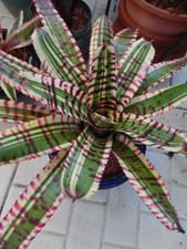 Neoregelia HIGH ENERGY Bromeliad one tropical plant BIG 