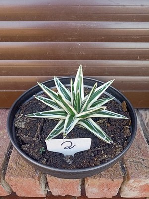 Agave Victoriae Reginae White Rhino Nr. 2 = 15cm