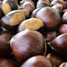 10 Dunstan Chestnut Tree Seeds Hybrid Cold Stratified
