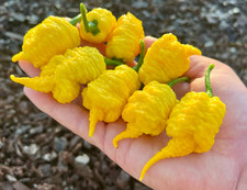 Crazy Tails Yellow Superhot Pepper Seeds Pack - Non-GMO Organic Pepper