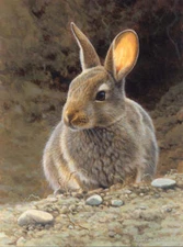 Rabbit by Andrew Hutchinson Bunny Wildlife Nature Fine Art Print 20x26