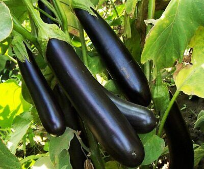 200Pcs Imperial Eggplant Seeds Nutritious Vegetable Garden Planting Delicious