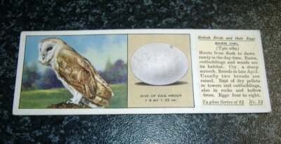 Typhoo Tea - British Birds & Their Eggs No15 - Barn Owl