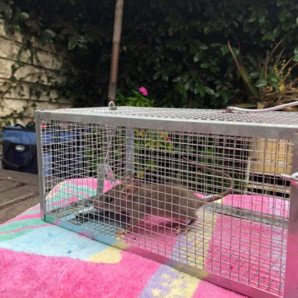 2 Pack Mouse Traps Rat Trap Rodent Trap Live Catch Cage Easy to Set Up and Reuse