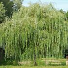 Weeping Willow Tree – 1 Live Plant in Quart Container – Easy to Grow