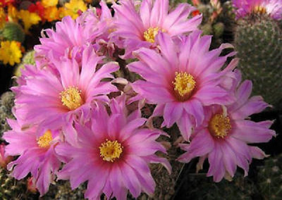 Echinocereus adustus @@ cacti rare cactus seed 15 SEEDS | eBay