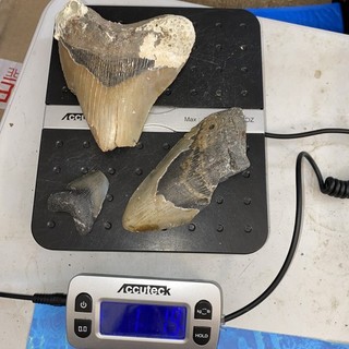 MEGALODON SHARK TEETH 1 POUND FRAGS TEETH MEG SCUBA DIVER DIRECT FOSSIL NC 2541