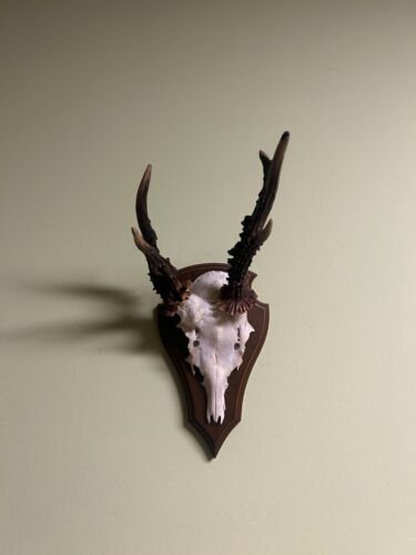 Deer horns. Antlers, taxidermy, wood, hunting trophy - Picture 2 of 4