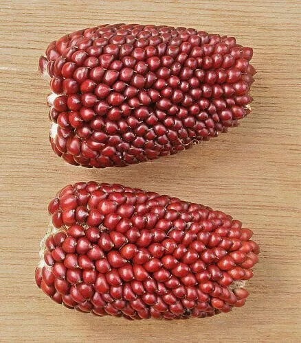 Red popping corn deals