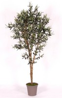 Artplants Deko Olivenbaum Miana, NaturstäMme, Mit FrüChten, 150Cm