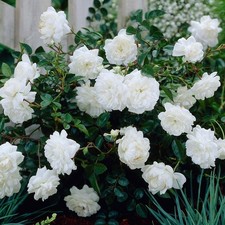 Rose White Fairy In A 1 Litre Pot- Gorgeous white   , FREE DELIVERY
