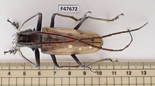 F47672. Unmounted insect: Batocera sp. Central Vietnam.