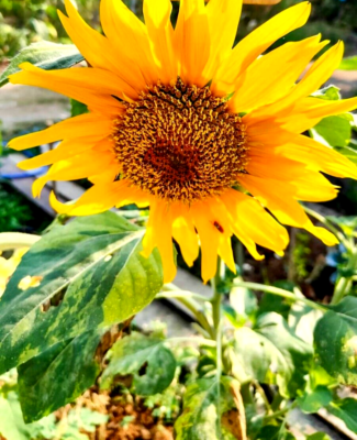 Exotic Plants 10 Seeds Sunflower Variegated Best Organic garden | eBay