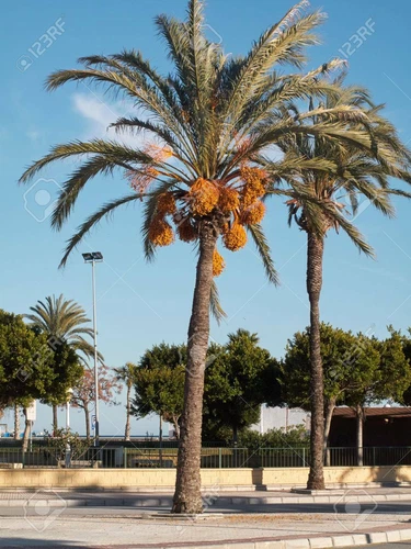 Pianta PHOENIX DACTYLIFERA  Palma da datteri h 20  - 25 cm in vaso - Foto 3 di 4