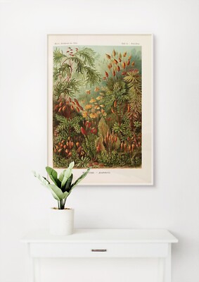 Ernst Haeckel: Muscinae.   Laubmoose. Fine Art Giclée Museum Geschenk Druck