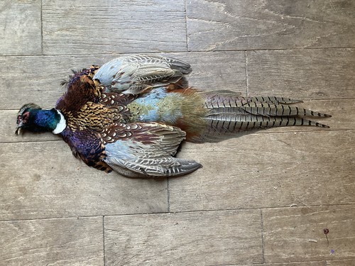 Rooster RINGNECK PHEASANT Full SKIN 2 Wings Tail Feathers Wall Art Man Cave