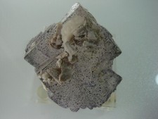 CAVE IN DEBRIS TRAPPED IN PALE FLUORITE, Elmwood Mine, Carthage, Tennessee USA