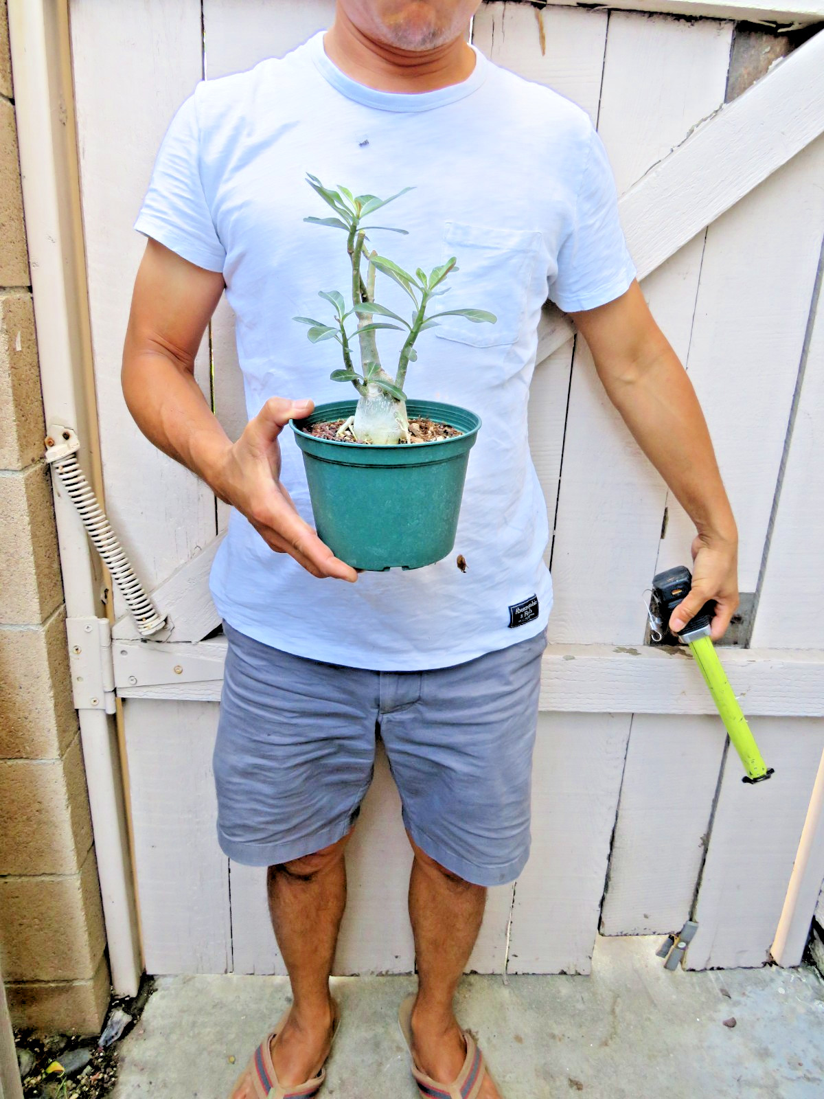 Adenium Obesum Grafted Succulent -Y