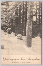 Vintage 1919 New Hampshire Snowy Forest Scenic Postcard Sentinels