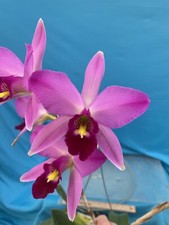 Laelia anceps Ten HCC/AOS X Ultimo Pink Purple White Orchid Species 4 RePot
