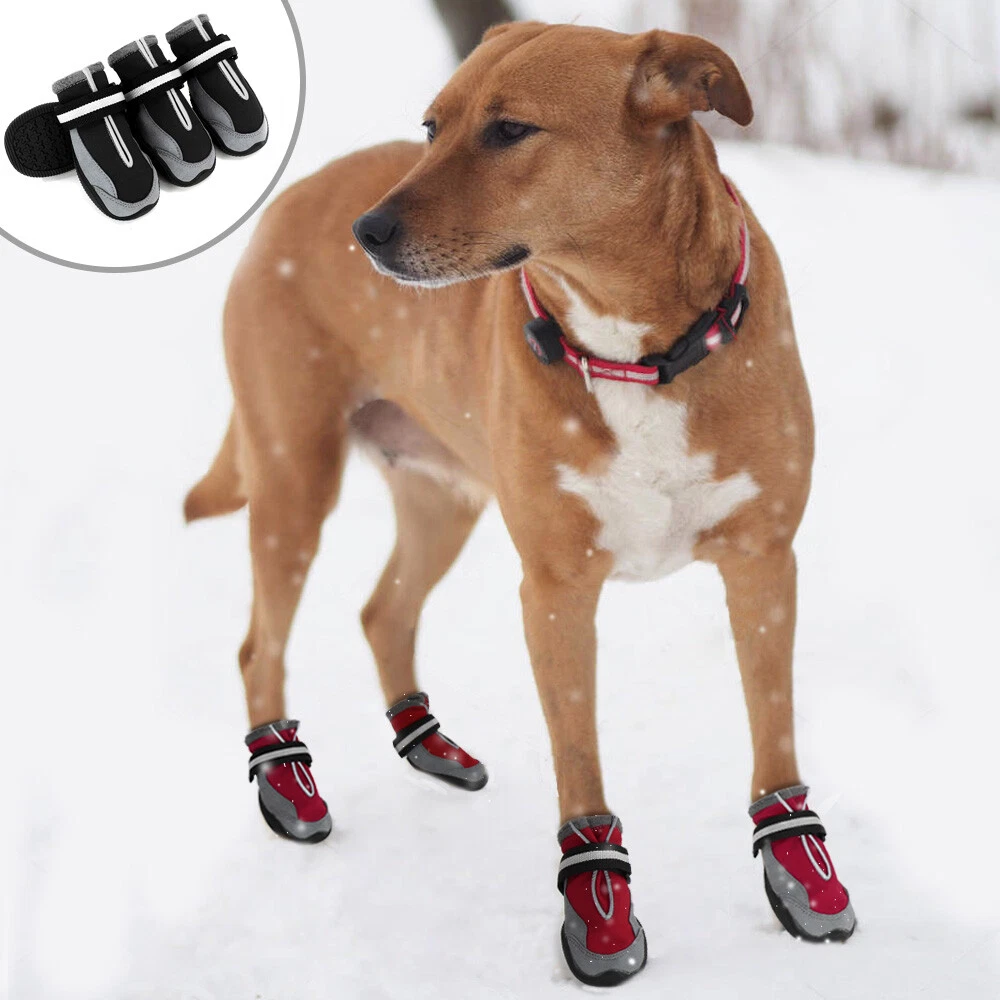Are Dog Shoes Good For Dogs