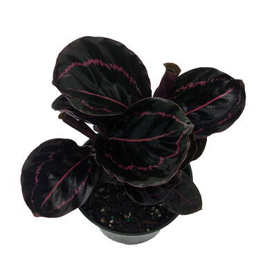Dottie Rose Painted Prayer Plant - Calathea roseopicta 'Dottie' - Easy - 4'' Pot
