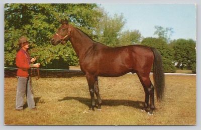 #ad Vintage Citation Horse Lexington KY Racehorse Curteichcolor Postcard $4.75