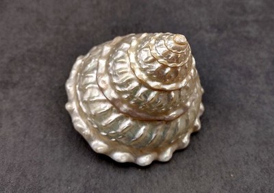 Pearlized Wavy Turban Seashell Astraea Turbanicum (1 shell approx. 4+ inches)