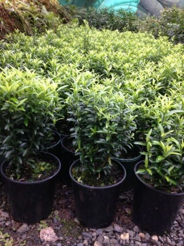 Full Sun Cold Evergreen Saline Soil Plants & Seedlings